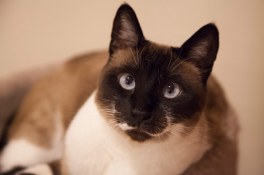 10659101_10152364587286586_5059667428100687724_o